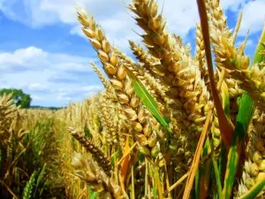 Agriculture Agriculture