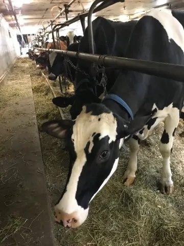 Vache laitiere
