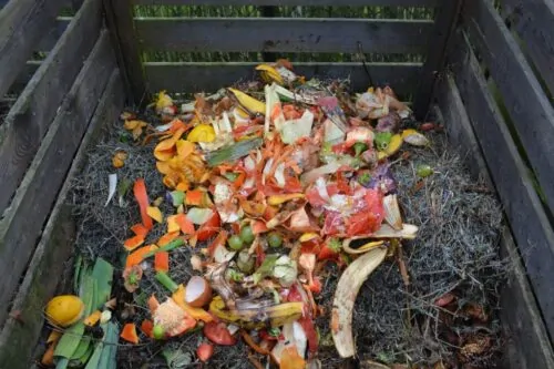 Déchets compost