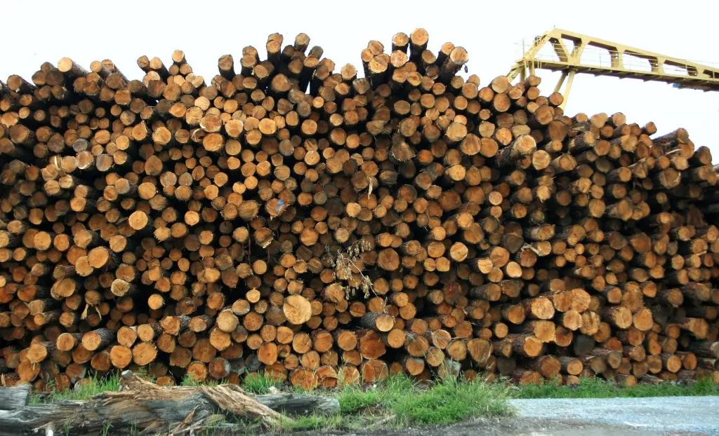 coup de bois foresterie