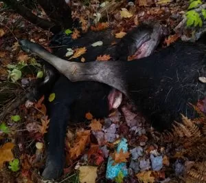 Morte-suspecte-dun-orignal-Zec-Bras-Coupé-Désert-MFFP-300x266