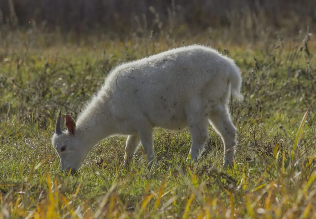 Chevre