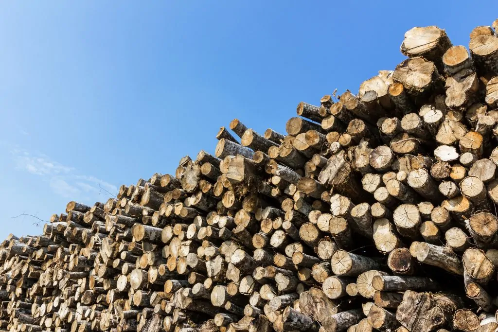 coupe de bois foresterie foret