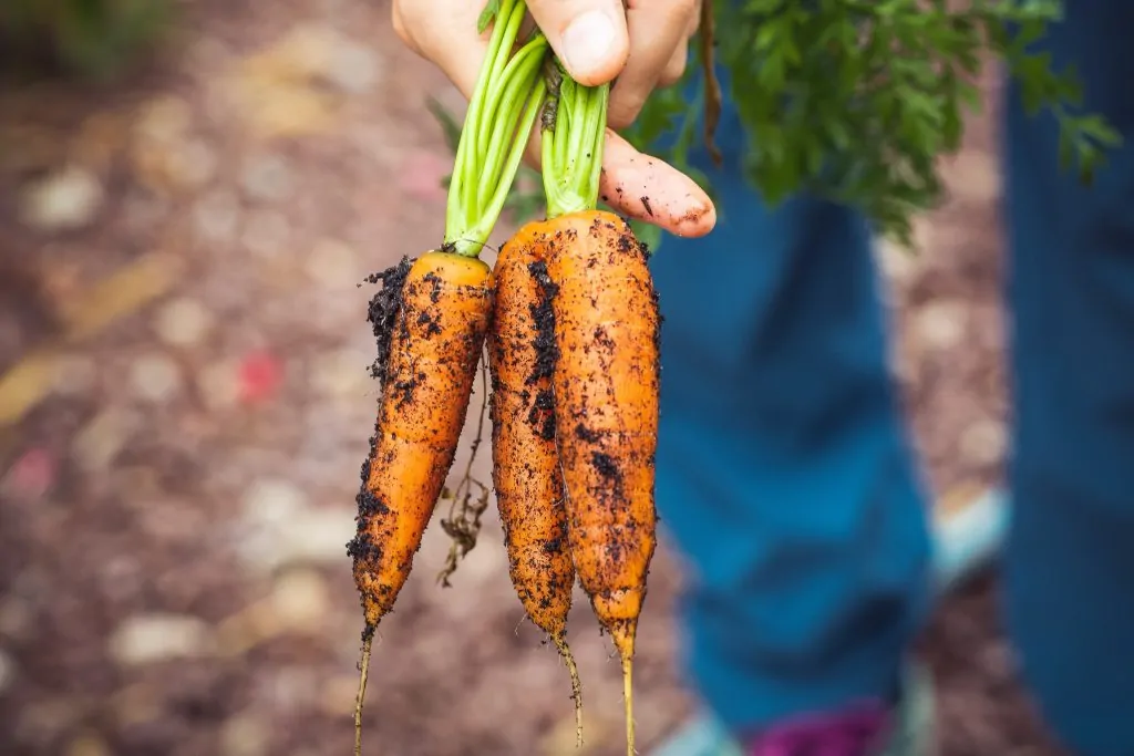 Carottes Récolte