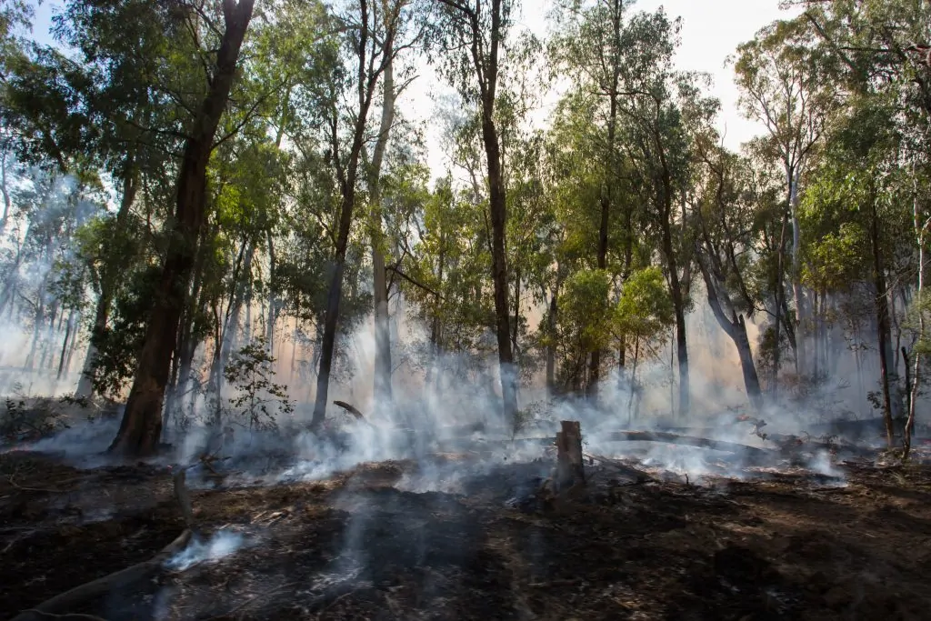 Feu de foret