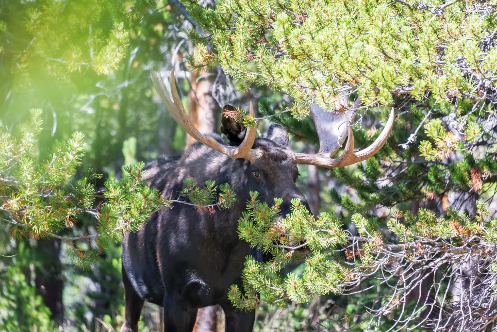 moose-in-the-trees-PKRRTZJ-1024x684 moose-in-the-trees-PKRRTZJ-1024x684