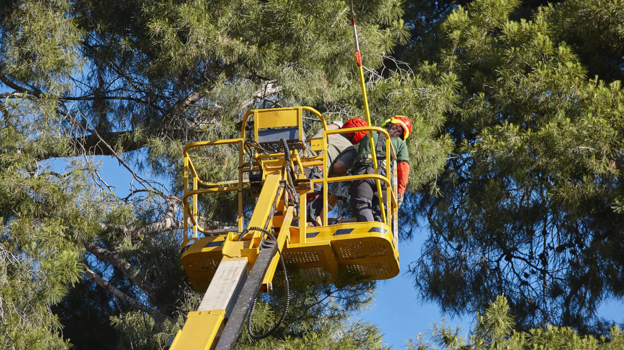 élagage arbre hydro-québec