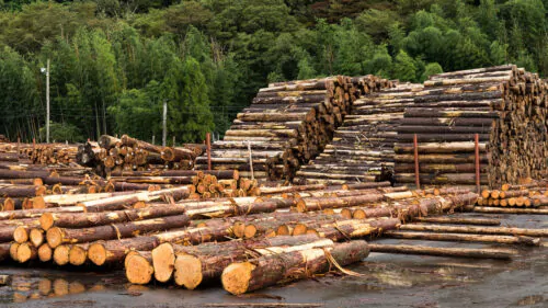 Industrie forestière coupe bois foret