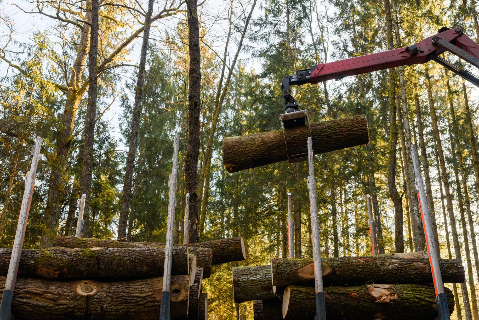 industrie forestière coupe de bois