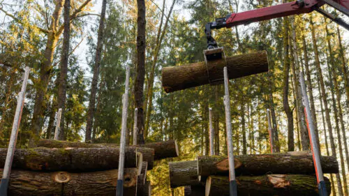 industrie forestière coupe de bois