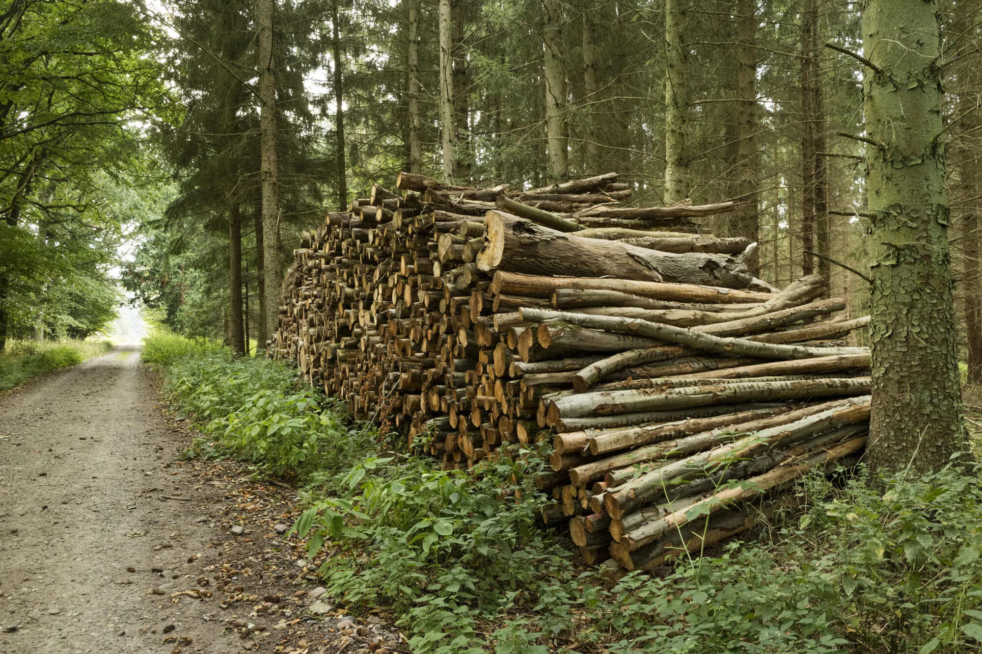 industrie forestière coupe de bois foret