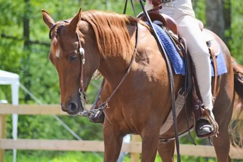 Un cavalier chevauche un cheval brun dans un enclos avec une forêt en arrière plan.