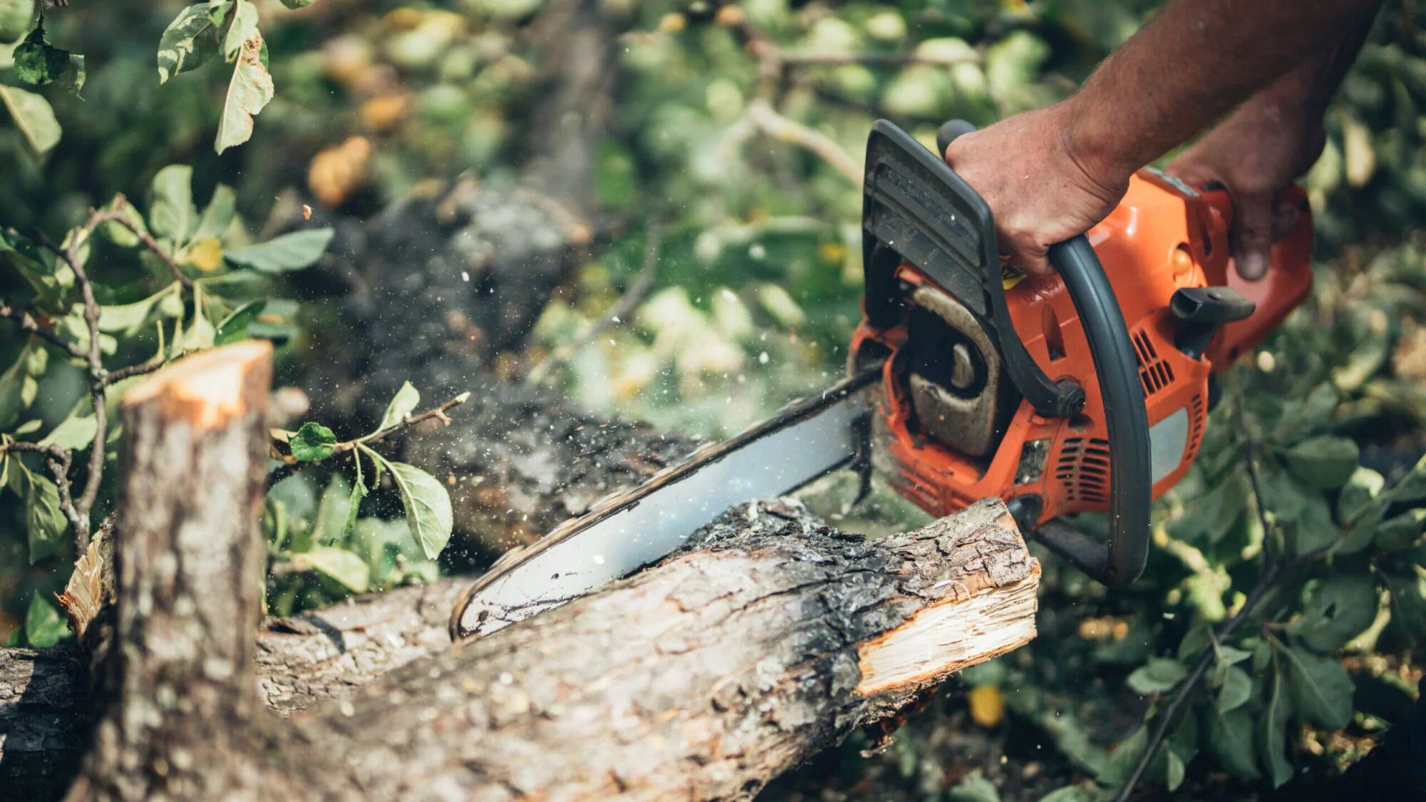 Opérations forestières forêt