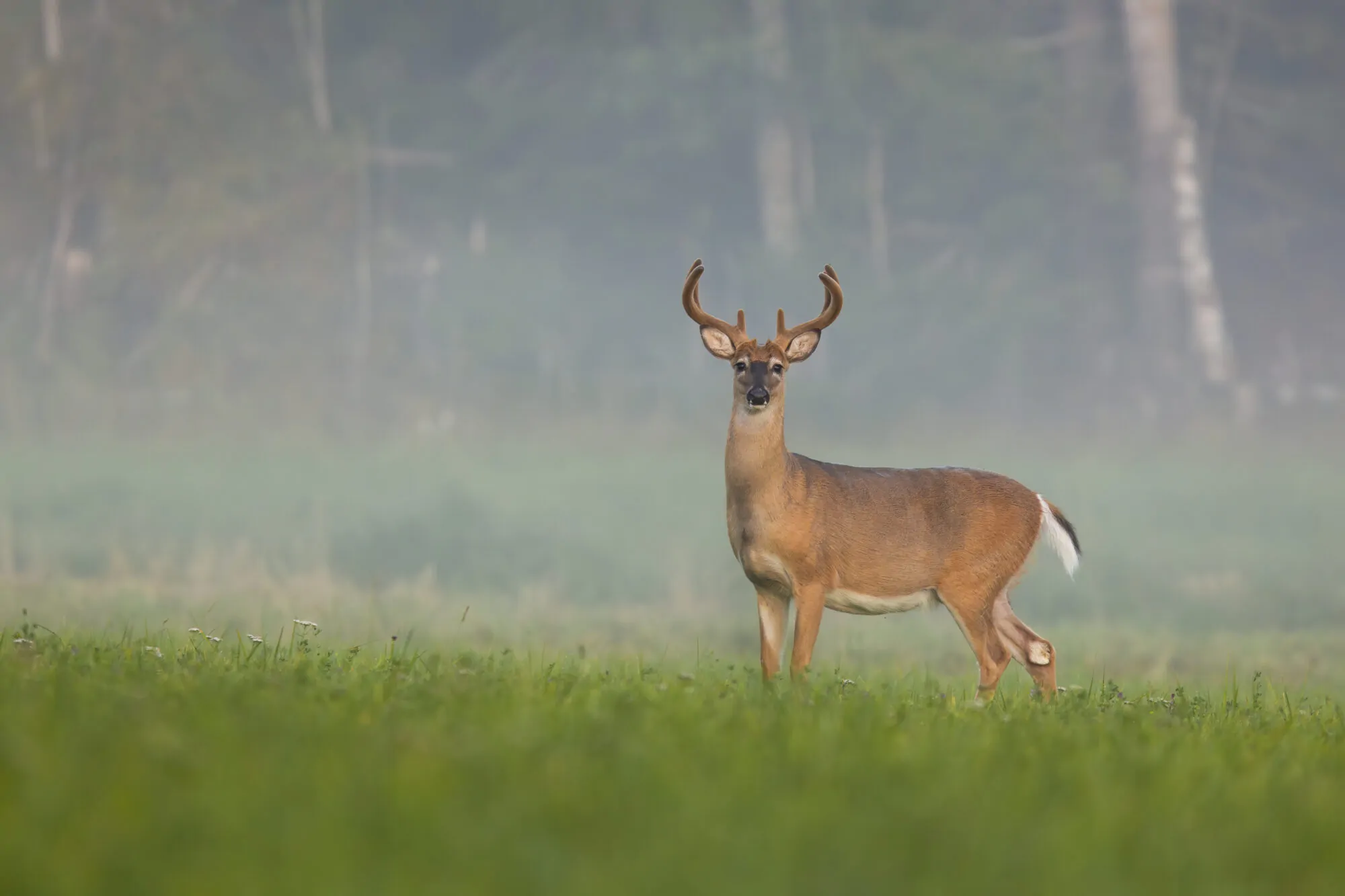 Cerf de Virginie