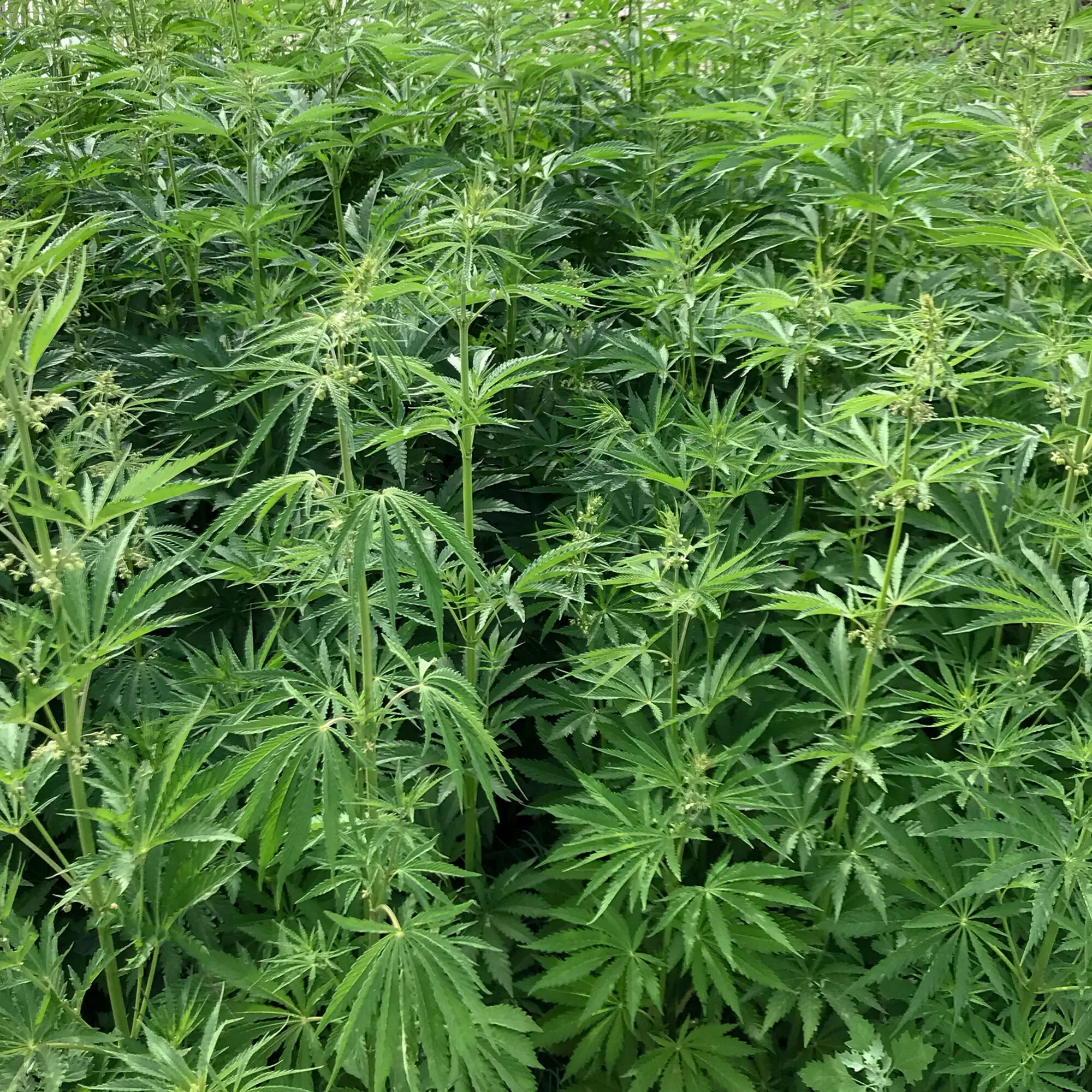 champs de cannabis