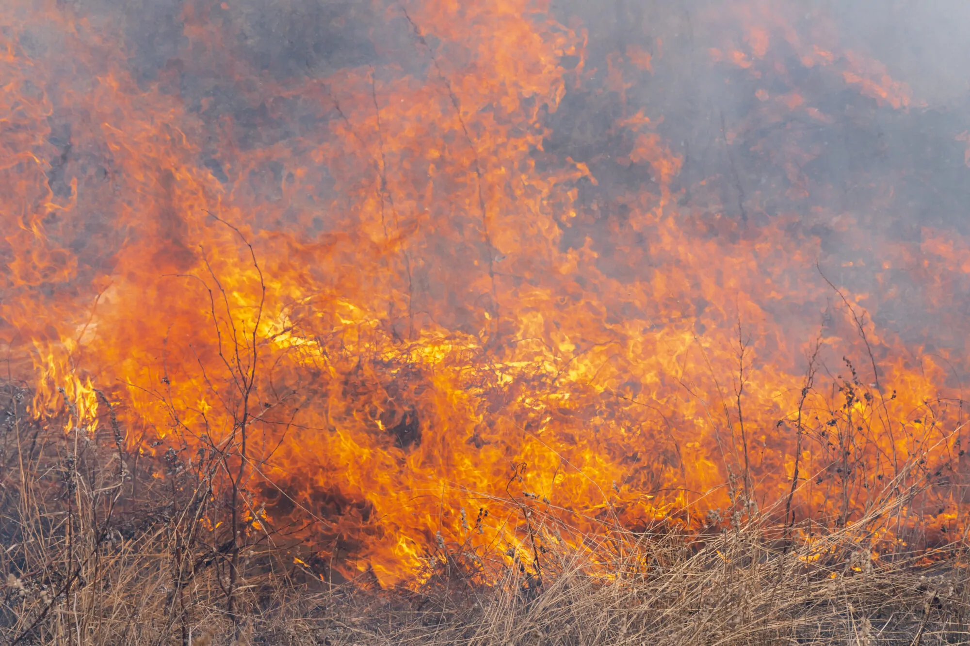 feu de forêt brousaille