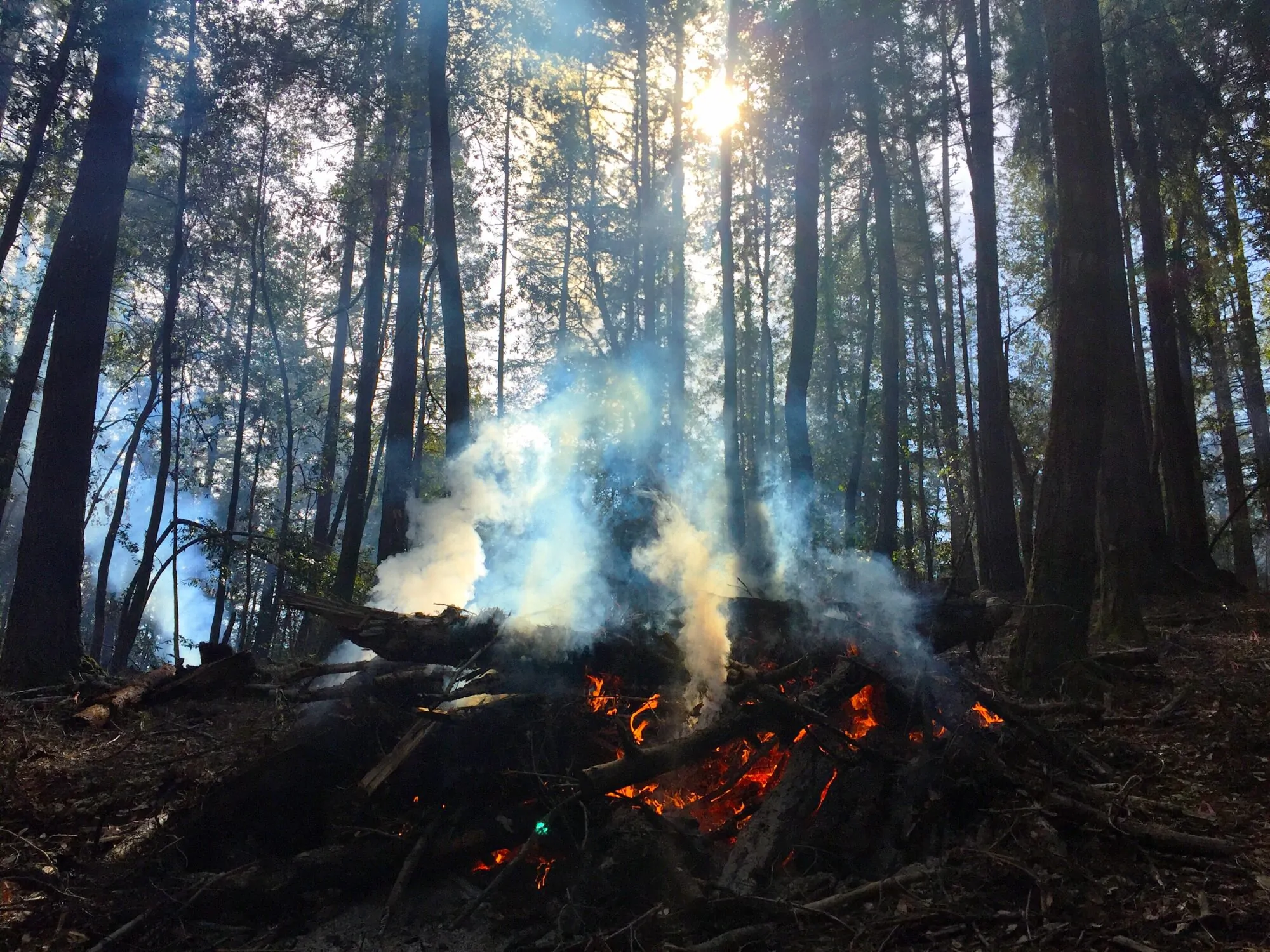 Feu de forêt