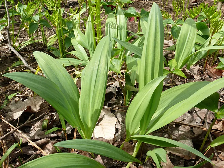 ail des bois