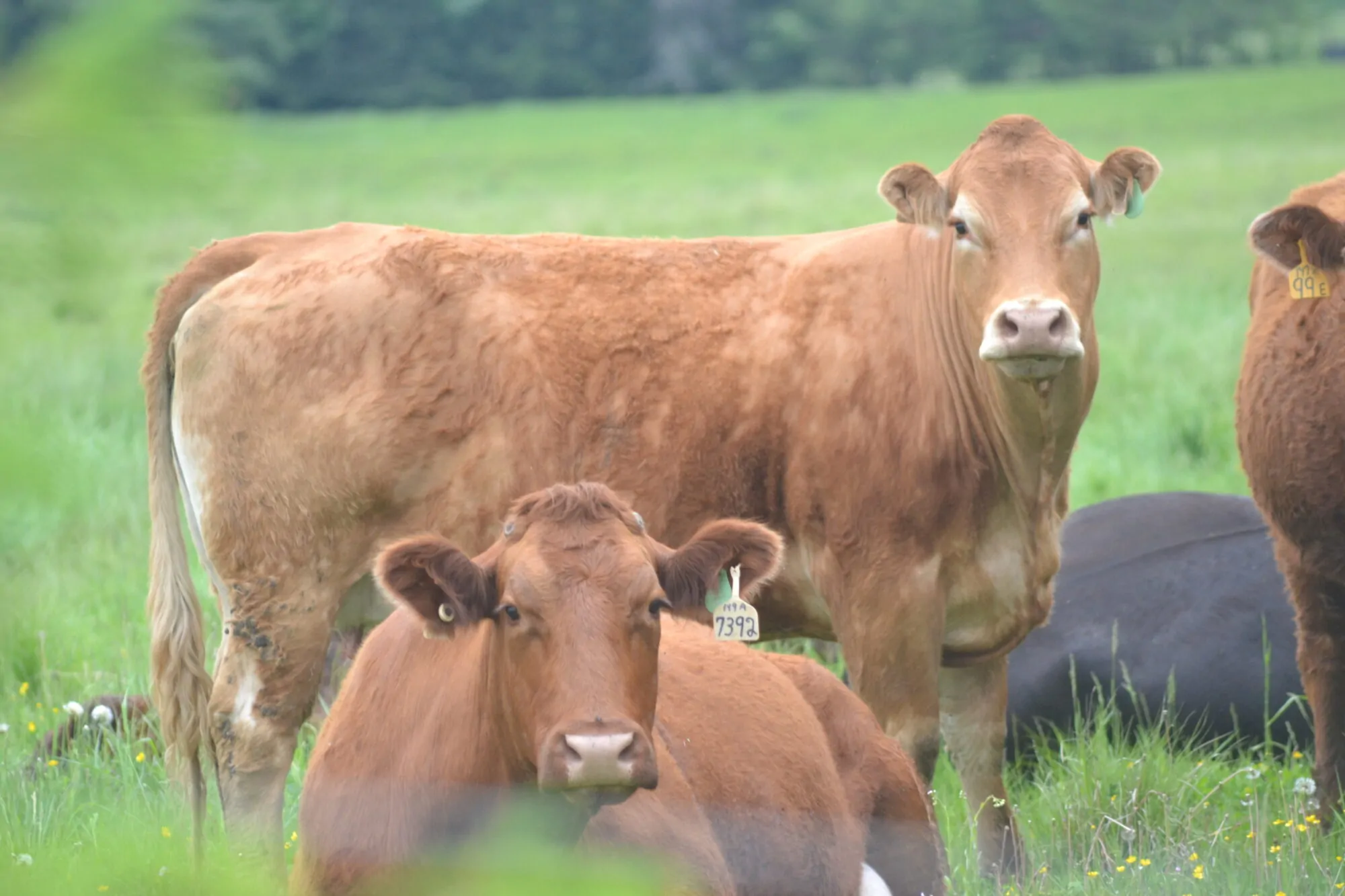 vaches, champs vaches, champs