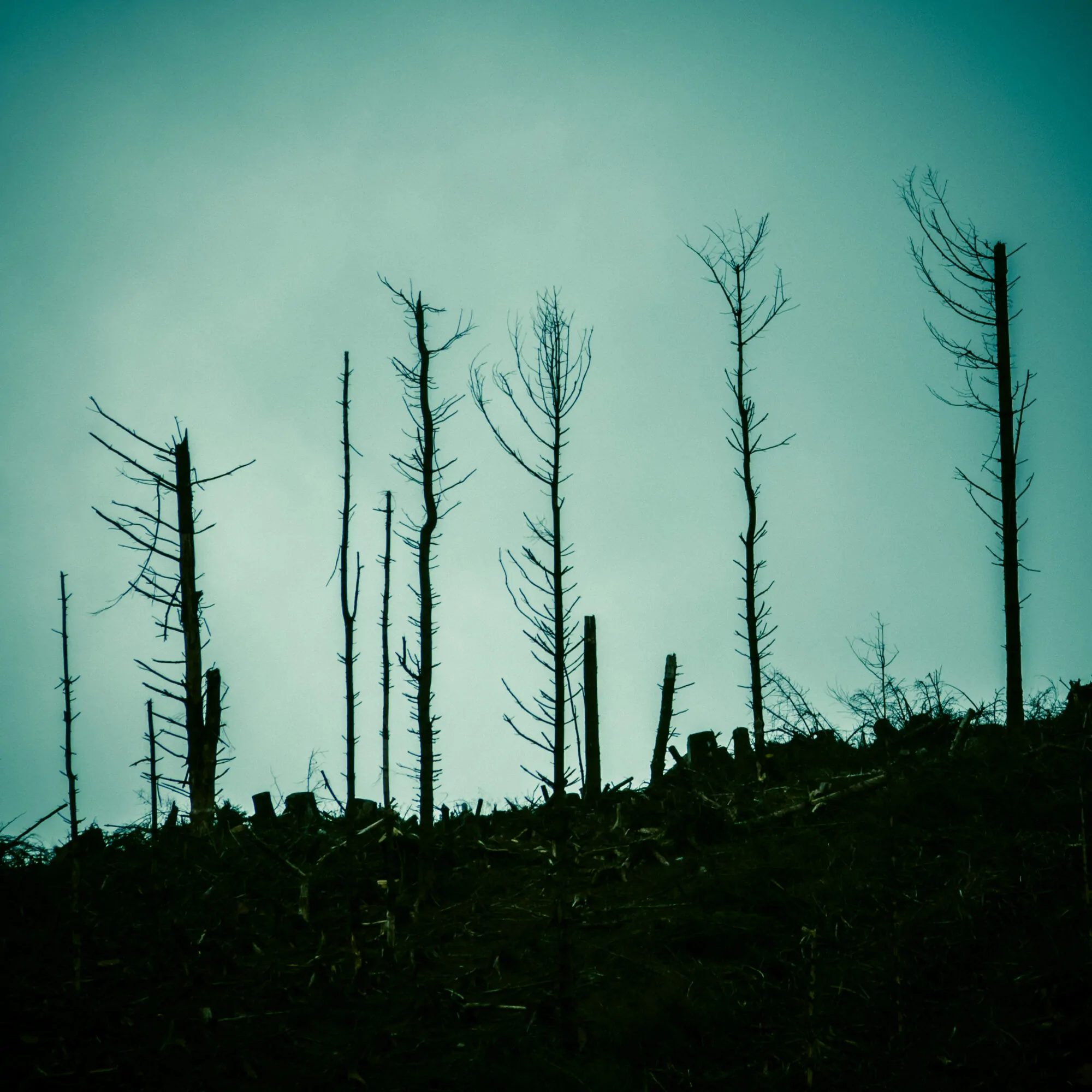 feu de forêt feu de forêt