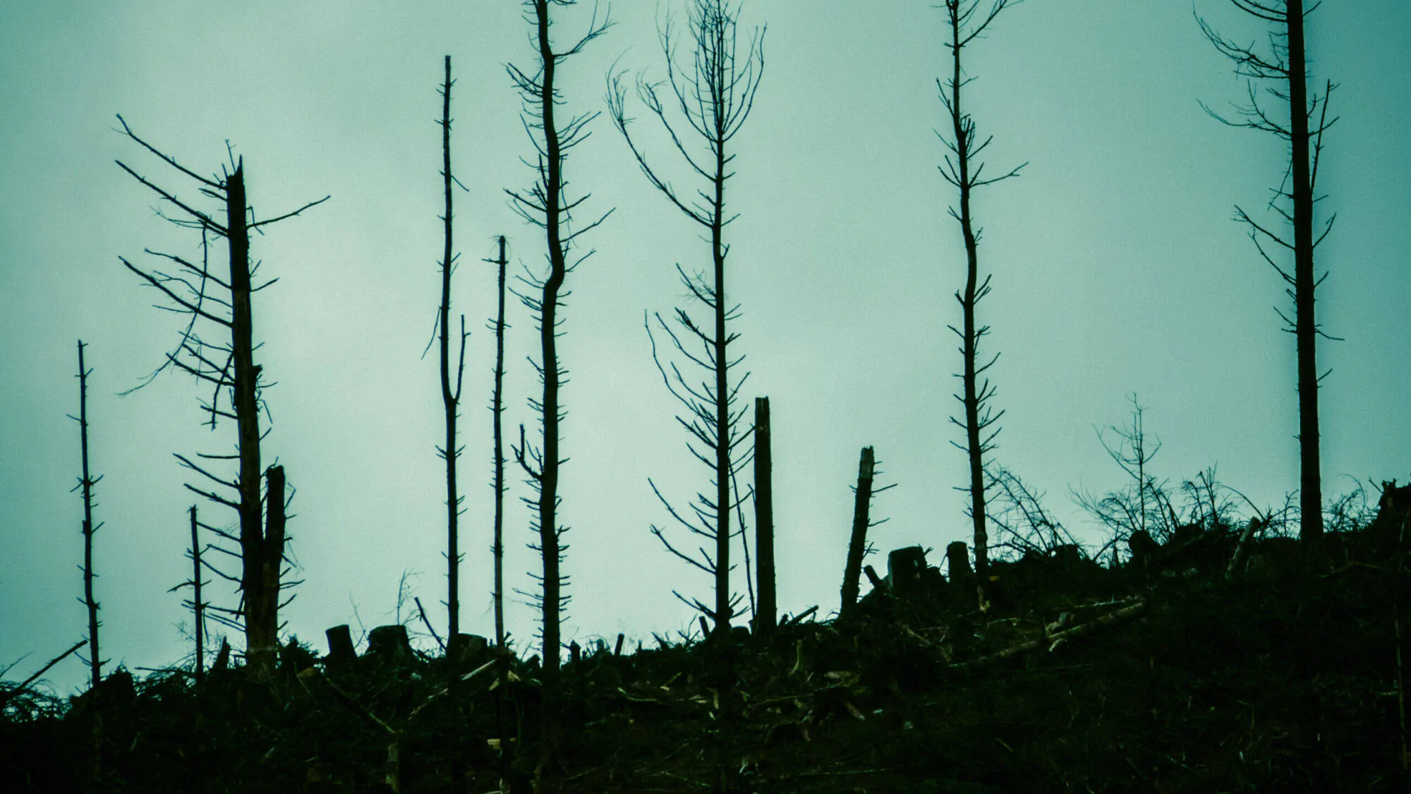 feu de forêt