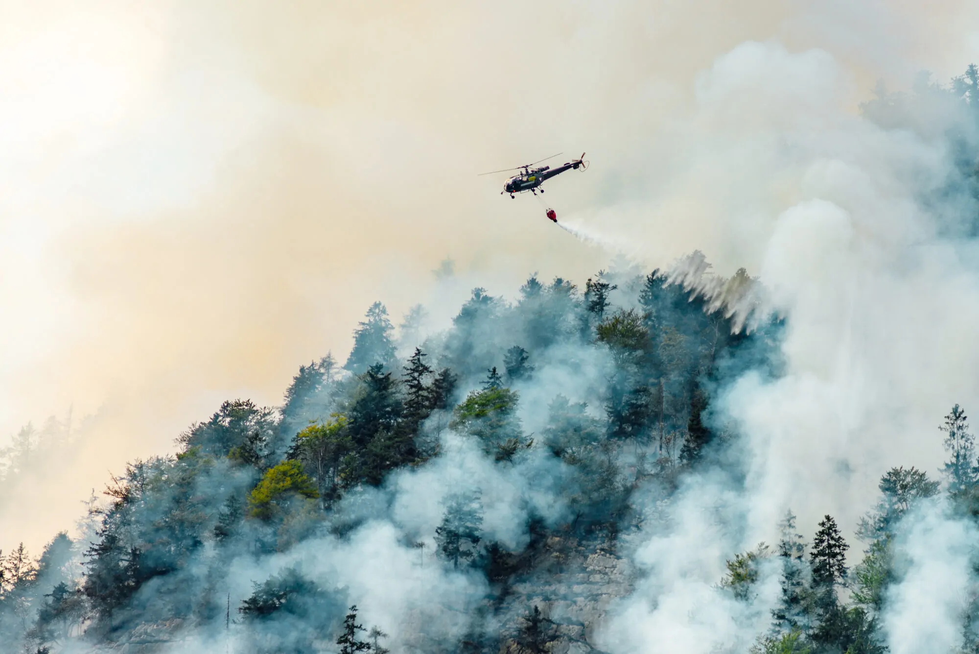 Feu de forêt