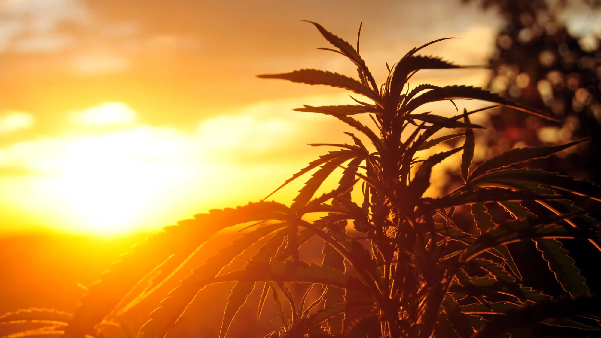 Cannabis 16 9