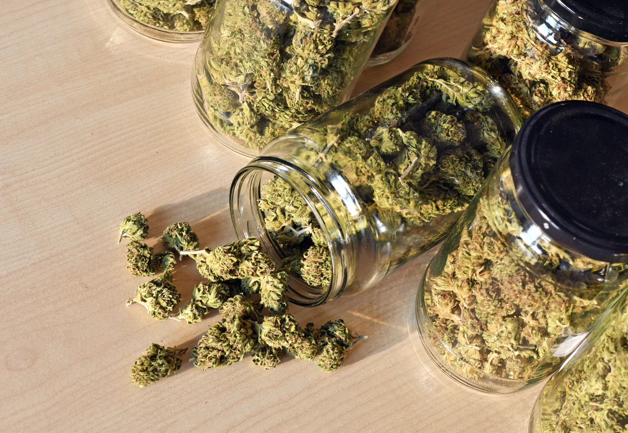 Cannabis Cannabis