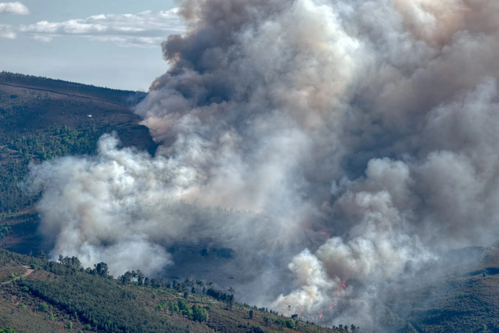 Feu de forêt Feu de forêt