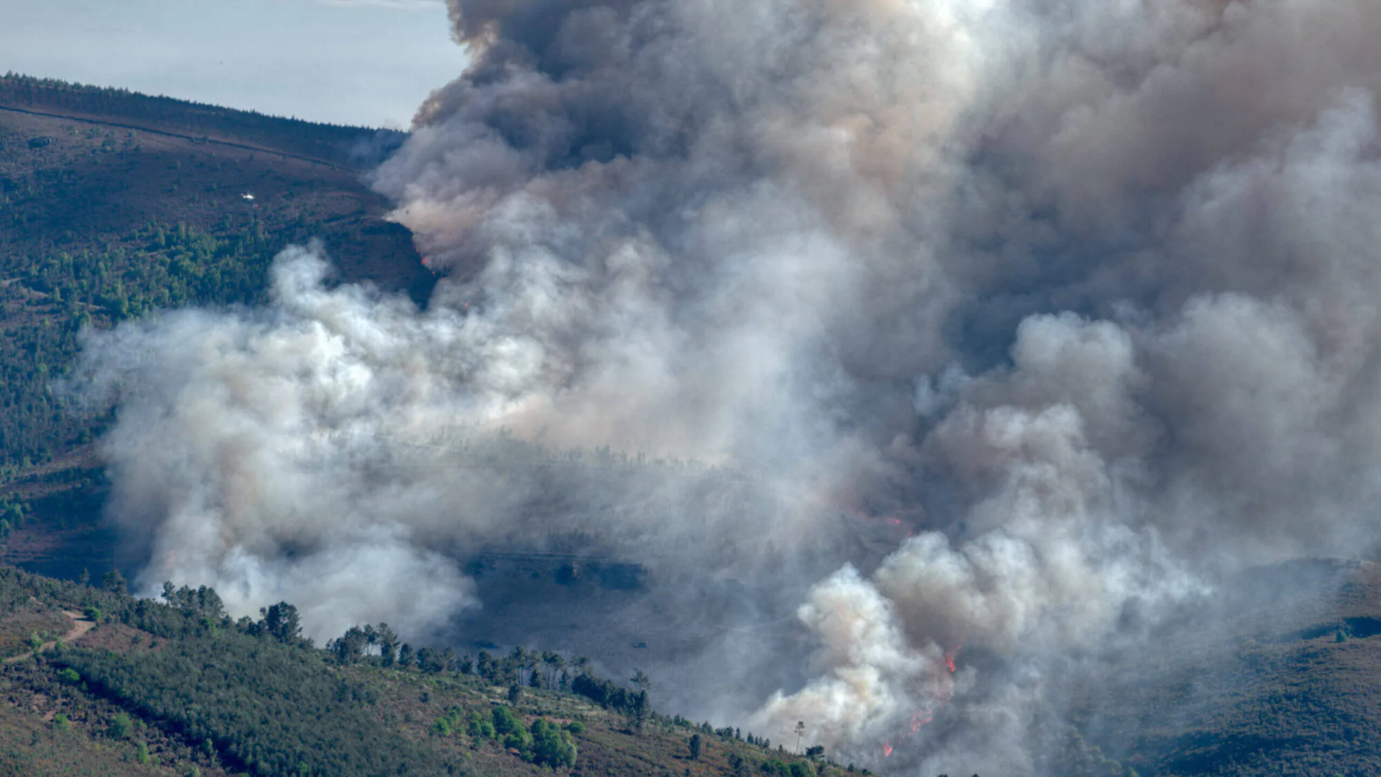 Feu de forêt