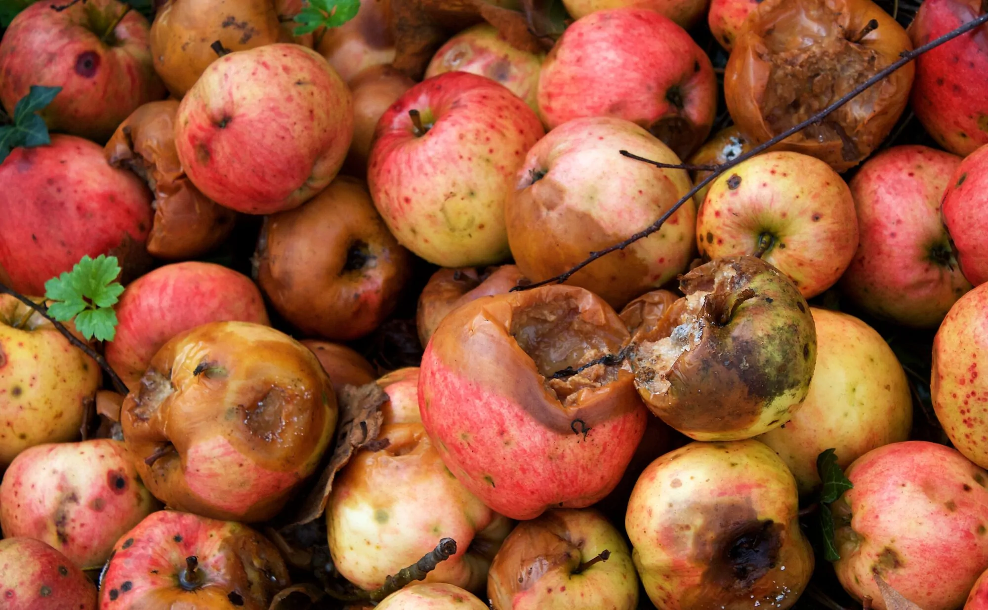 Pommes