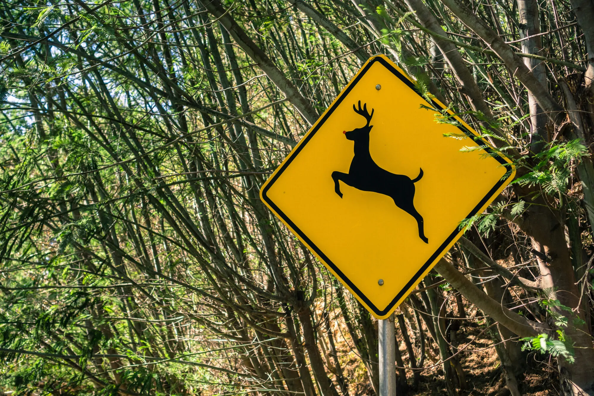 panneau_cerf_chevreuil panneau_cerf_chevreuil