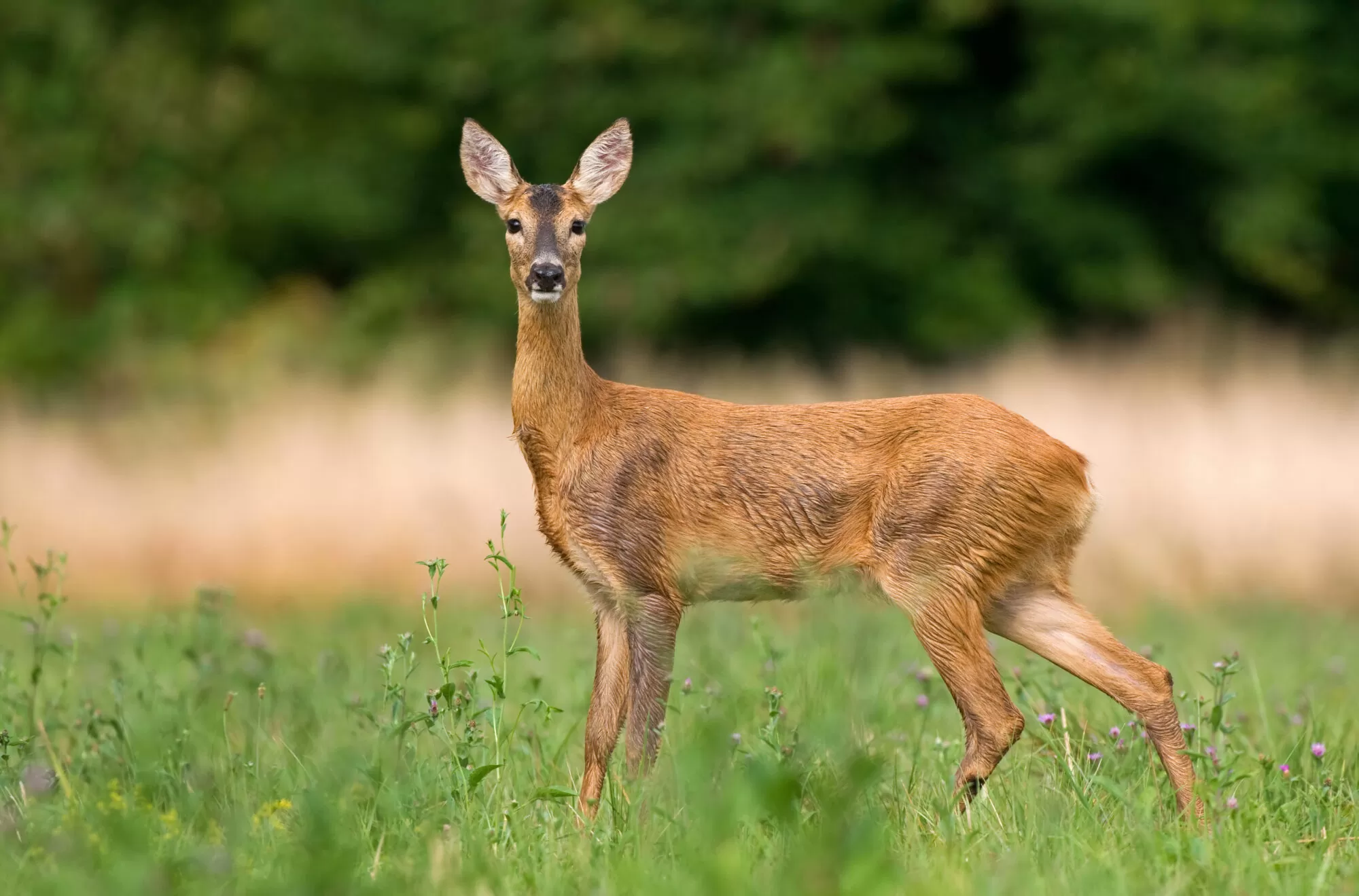 Cerf de virginie - 02