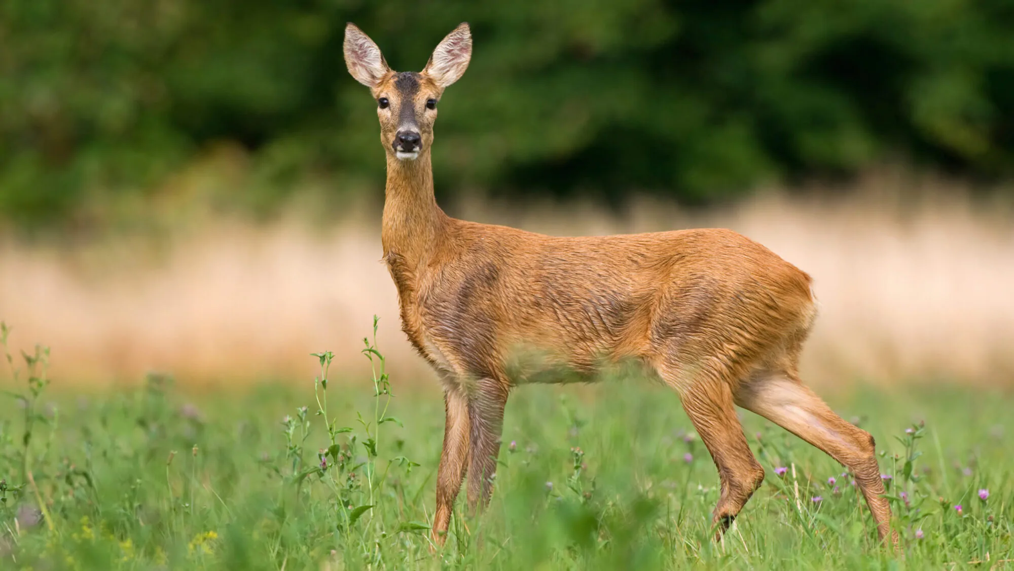 Cerf de virginie - 02