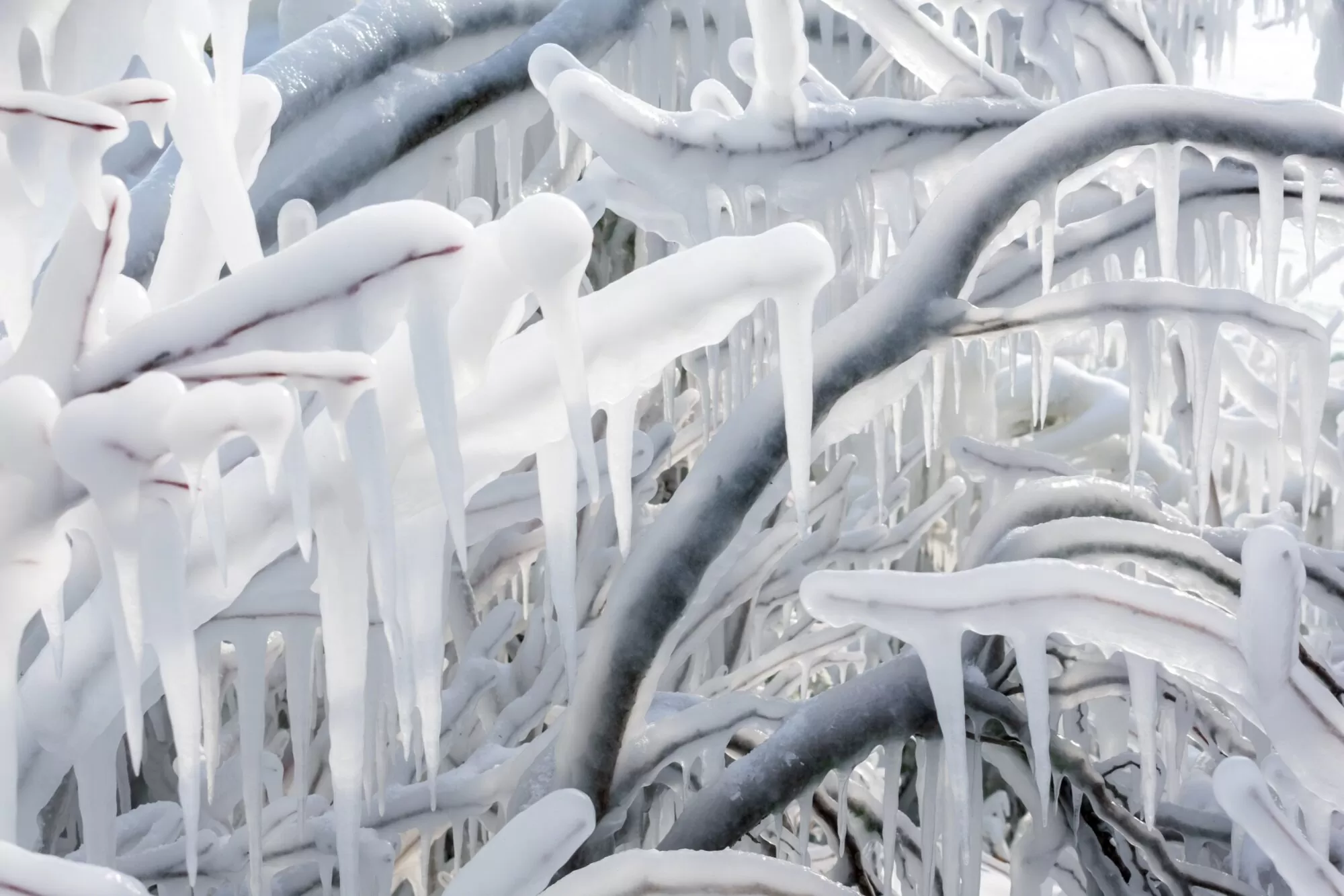 Neige_tempete_branche-glace_hiver