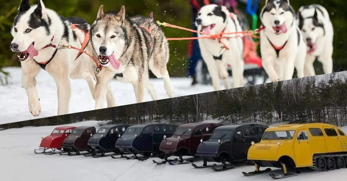 Chiens de traineaux et autoneiges fevrier 2022