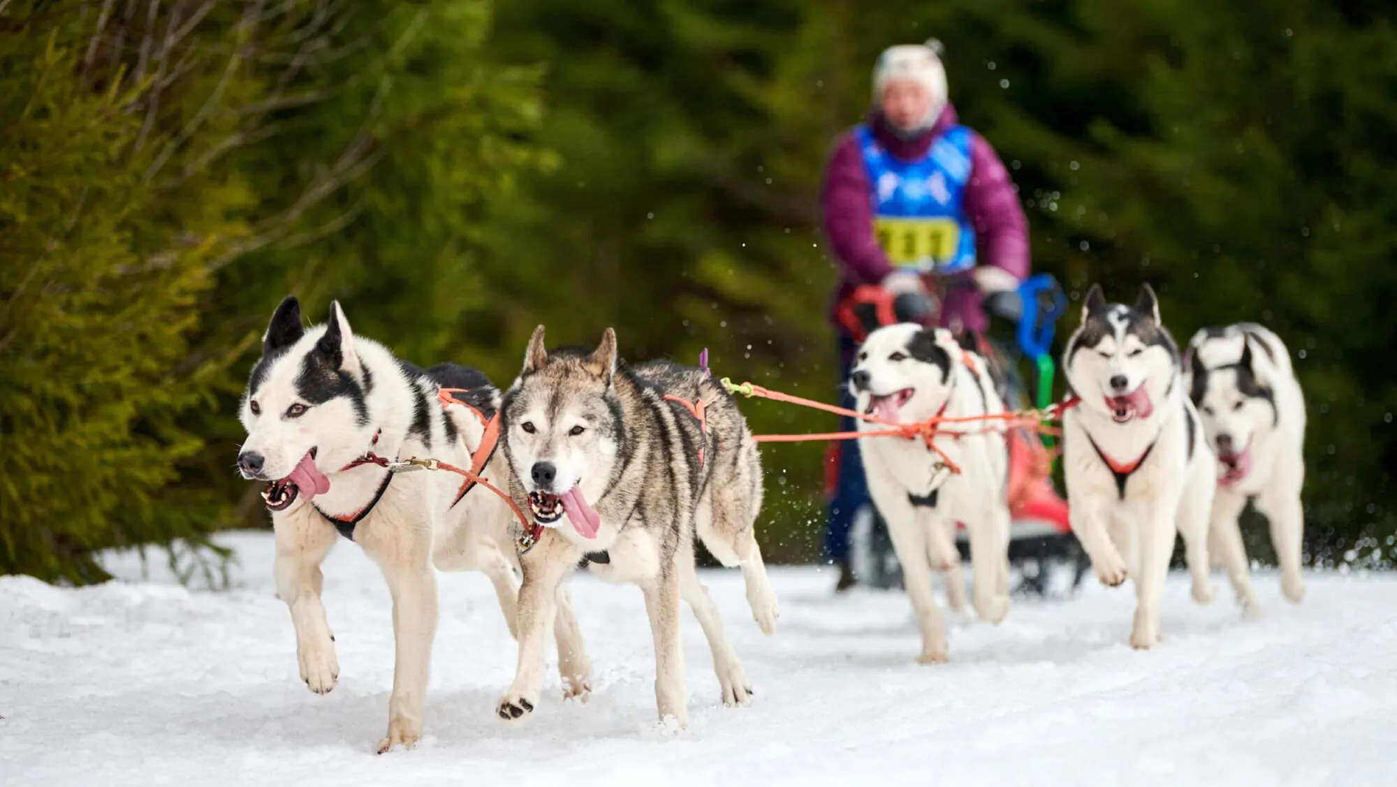 Chiens de traineaux