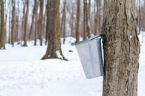 récole du sirop d'érable
