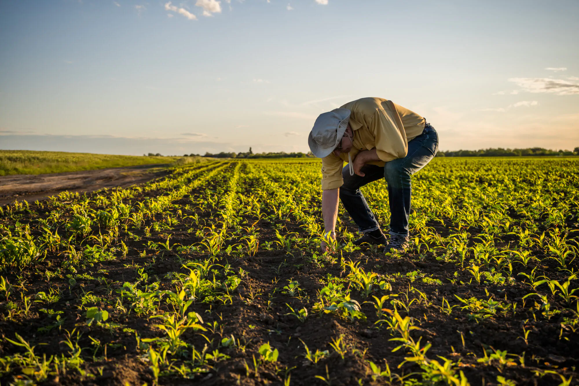 Agriculture 2