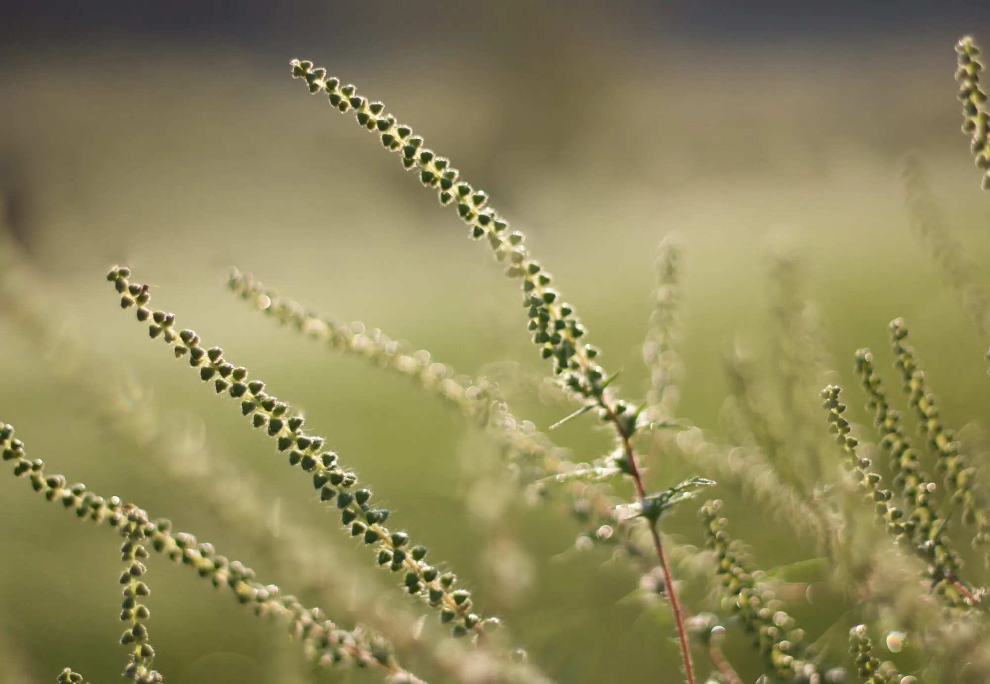 Herbe à poux
