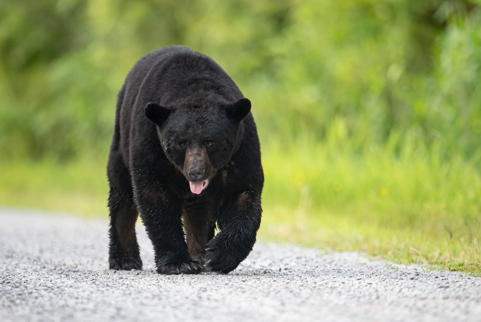 Ours noir