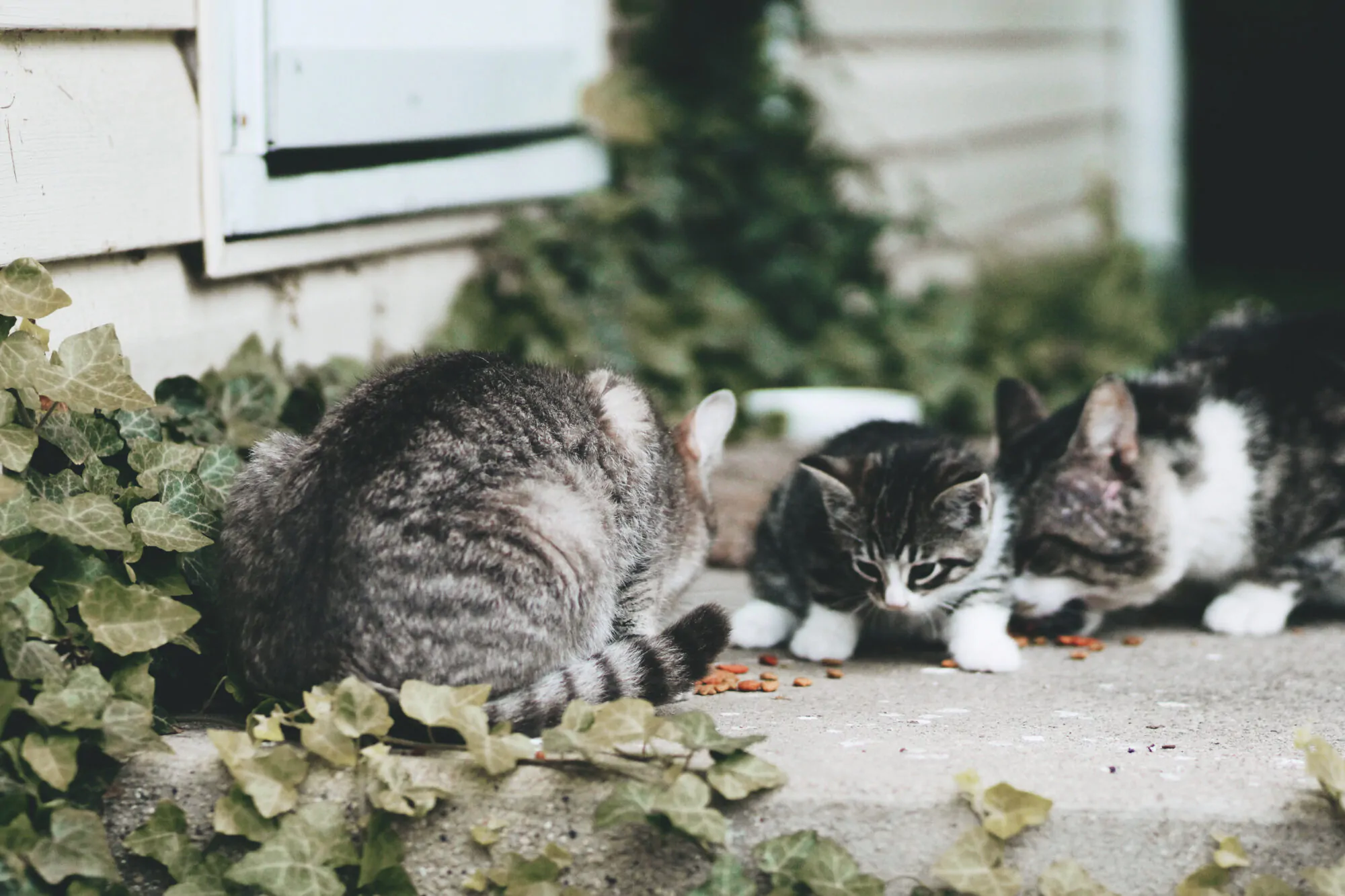 Chats