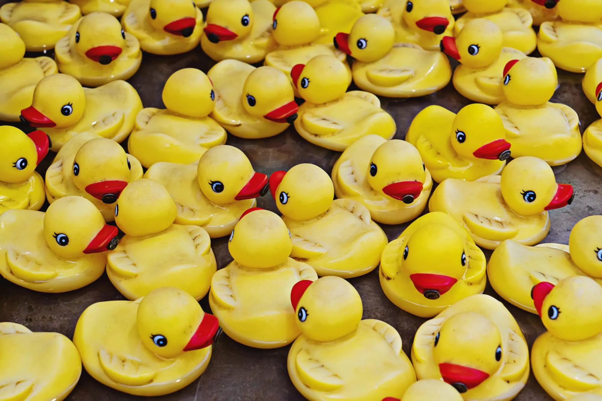 canard en caoutchouc _ canard en plastique