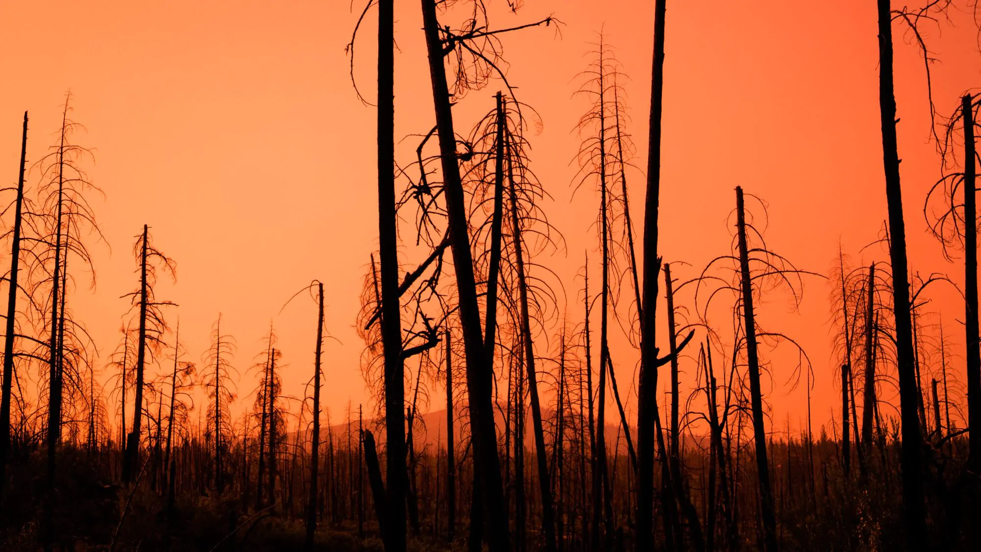 feux de forêt smog