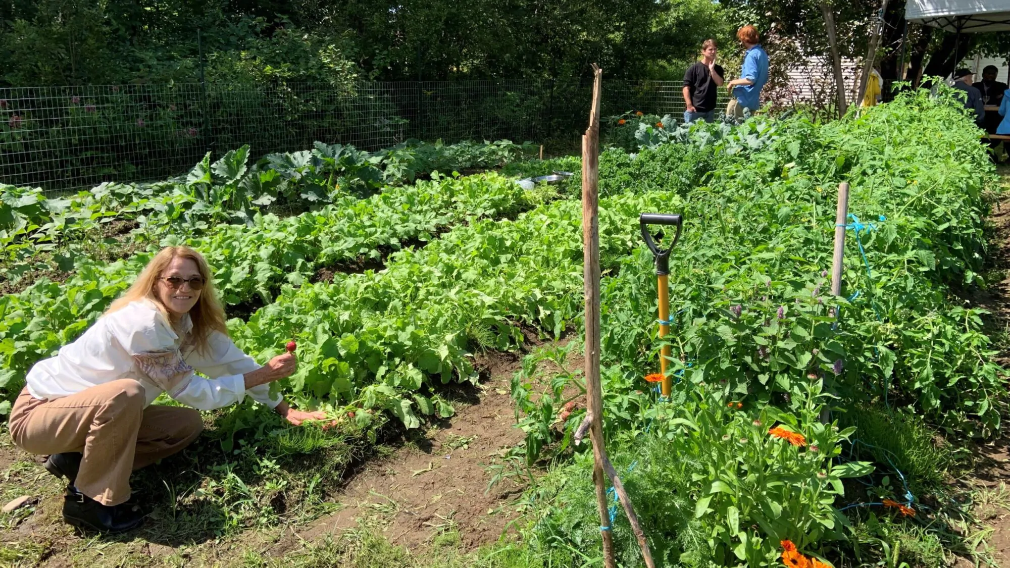 Jardin collectif Gracefield