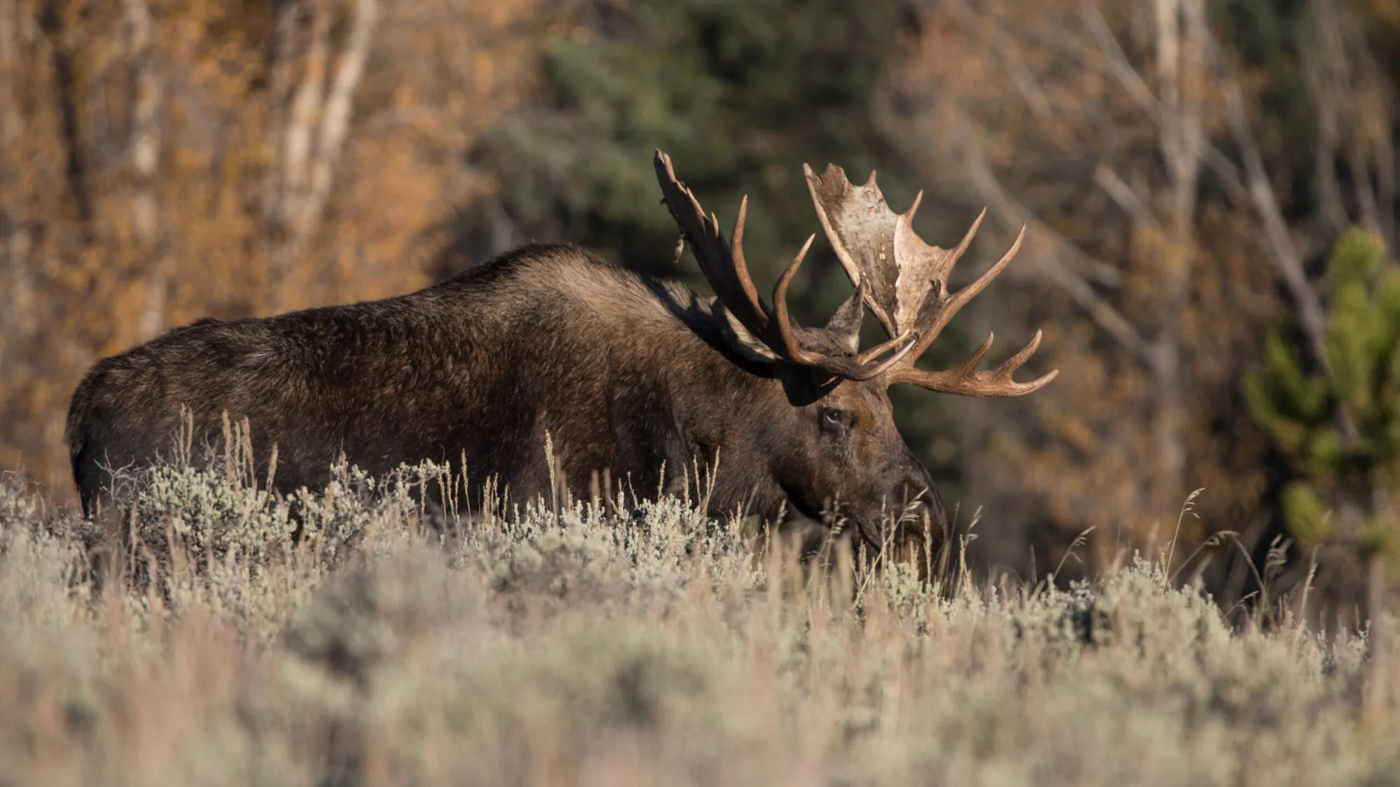 Bull Moose