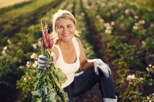 Sitting and holding beetroot in hand. Woman is on the agricultural field at daytime