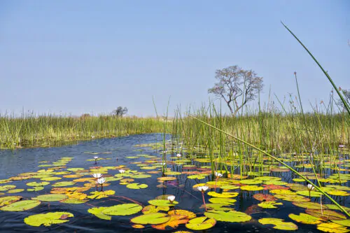 Biodiversité milieu humidea