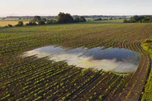 Rural scene with a flooded field in summer nature from drone.