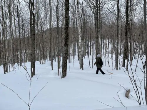 Paysage hivernale femme randonnée forêt